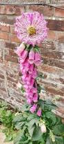 Image result for Digitalis purpurea