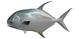 Image result for Trachinotus falcatus