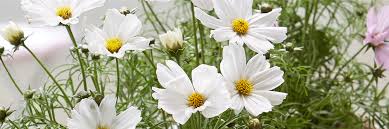 Image result for Schmuckkörbchen