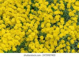 Attēlu rezultāti vaicājumam “Alyssum gmelinii”