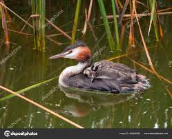 Attēlu rezultāti vaicājumam “Podiceps cristatus juvenile”