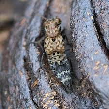 Attēlu rezultāti vaicājumam “Ontholestes murinus”