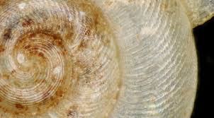 Attēlu rezultāti vaicājumam “Reticularia jurana macro”