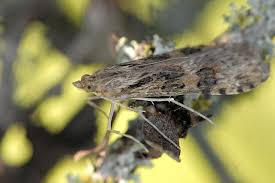 Attēlu rezultāti vaicājumam “Nomophila noctuella”