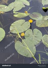 Attēlu rezultāti vaicājumam “Nuphar lutea leaf”