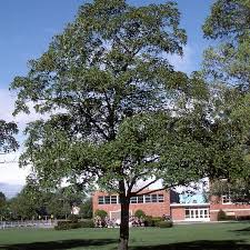 Attēlu rezultāti vaicājumam “Acer pseudoplatanus”