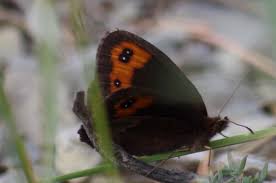 Attēlu rezultāti vaicājumam “Erebia aethiops upperside”