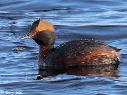 Image result for Podiceps auritus