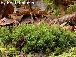Attēlu rezultāti vaicājumam “Polytrichum formosum”
