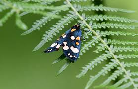 Attēlu rezultāti vaicājumam “Callimorpha dominula imago”