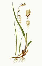 Attēlu rezultāti vaicājumam “Melica nutans”