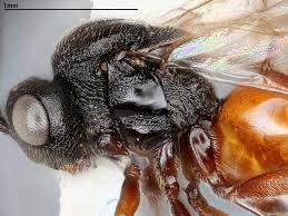 Attēlu rezultāti vaicājumam “Diplolepis eglanteriae”