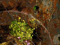 Attēlu rezultāti vaicājumam “Saxifraga cymbalaria”