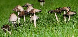 Image result for coprinus