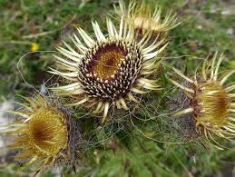 Attēlu rezultāti vaicājumam “Carlina vulgaris flower”