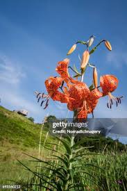 Attēlu rezultāti vaicājumam “Lilium lancifolium bud”