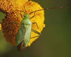 Attēlu rezultāti vaicājumam “Adelphocoris quadripunctatus imago”