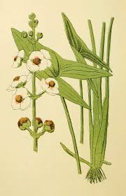 Attēlu rezultāti vaicājumam “Sagittaria sagittifolia flower”