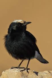 Image result for Oenanthe leucopyga