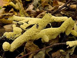 Attēlu rezultāti vaicājumam “Diderma crustaceum macro”