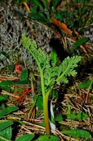 Attēlu rezultāti vaicājumam “Botrychium matricariifolium”