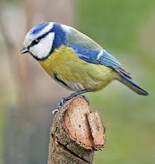 Image result for Cyanistes caeruleus