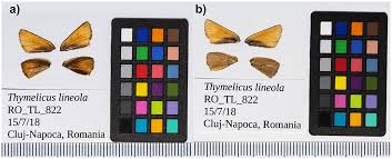 Attēlu rezultāti vaicājumam “Thymelicus lineola underside”