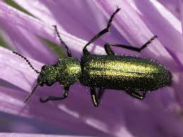 Attēlu rezultāti vaicājumam “Dasytidae”