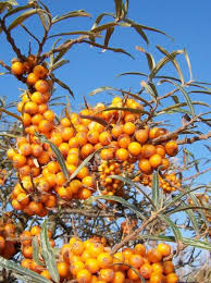 Attēlu rezultāti vaicājumam “Hippophae rhamnoides”