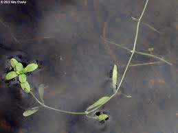 Attēlu rezultāti vaicājumam “Callitriche verna flower”