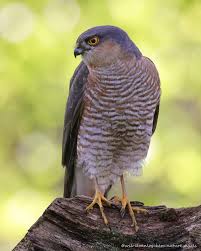 Attēlu rezultāti vaicājumam “Accipiter nisus male”