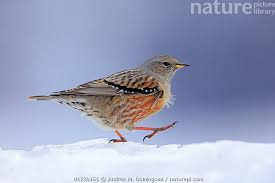 Image result for Prunella collaris