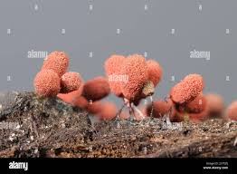 Attēlu rezultāti vaicājumam “Arcyria incarnata calyculus”