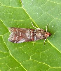 Attēlu rezultāti vaicājumam “Acrobasis advenella”