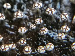 Attēlu rezultāti vaicājumam “Physarum album”