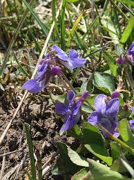 Attēlu rezultāti vaicājumam “Viola rupestris leaf”