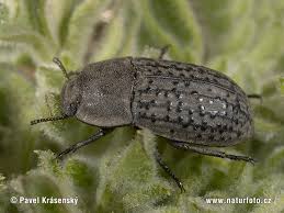 Attēlu rezultāti vaicājumam “Opatrum sabulosum”