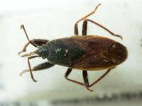 Attēlu rezultāti vaicājumam “Eremocoris plebejus”