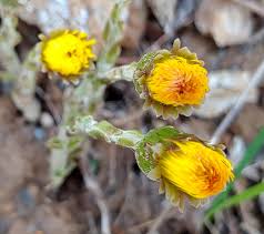 Attēlu rezultāti vaicājumam “Tussilago farfara bud”