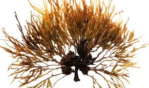 Attēlu rezultāti vaicājumam “Cystiphora sanguinea”