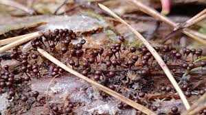 Attēlu rezultāti vaicājumam “Hemitrichia decipiens”