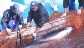 Image result for japan dolphin slaughter