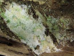 Attēlu rezultāti vaicājumam “Ceriporia viridans”