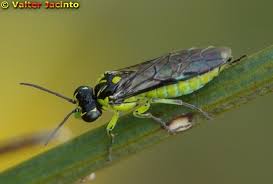 Attēlu rezultāti vaicājumam “Rhogogaster picta”