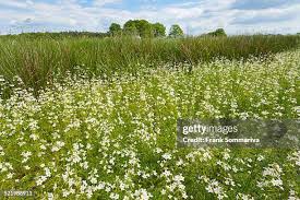 Attēlu rezultāti vaicājumam “Hottonia palustris flower”