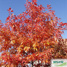 Attēlu rezultāti vaicājumam “Quercus rubra”