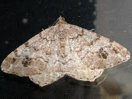 Attēlu rezultāti vaicājumam “Macaria signaria”