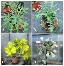 Attēlu rezultāti vaicājumam “Diplotaxis tenuifolia bud”