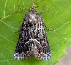 Attēlu rezultāti vaicājumam “Thalpophila matura”