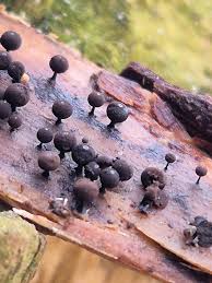 Attēlu rezultāti vaicājumam “Lamproderma gulielmae”